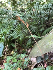 Anoectochilus formosanus