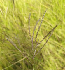Bothriochloa bladhii