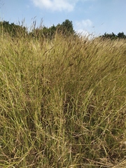 Bothriochloa bladhii