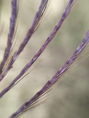 Bothriochloa bladhii