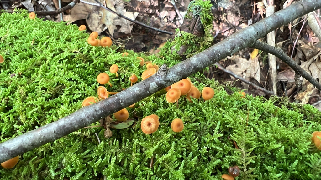 Pinewood Gingertail