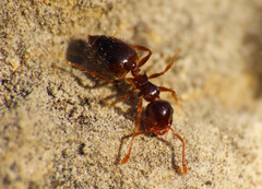 Crematogaster sordidula