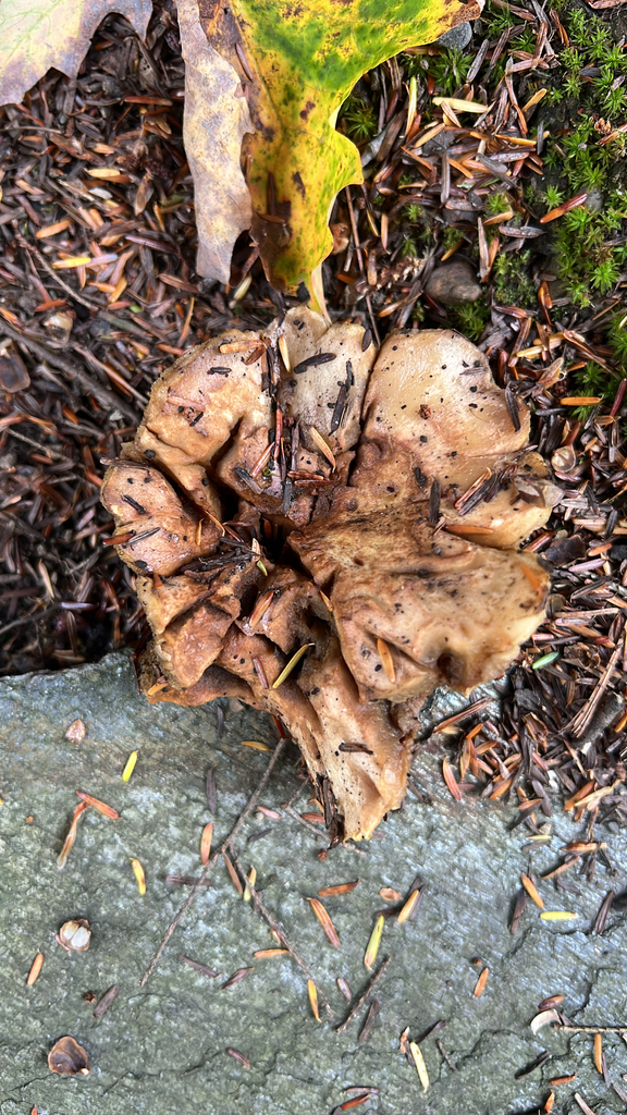 Mushrooms, Bracket Fungi, Puffballs, and Allies