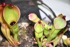 Heliamphora