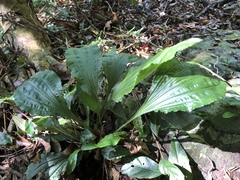 Calanthe alismifolia