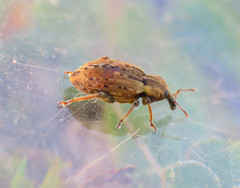 Hypera melancholica