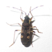 Dieuches - Photo (c) Botswanabugs, μερικά δικαιώματα διατηρούνται (CC BY-NC), uploaded by Botswanabugs
