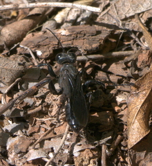 Prionychini