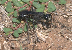 Prionychini