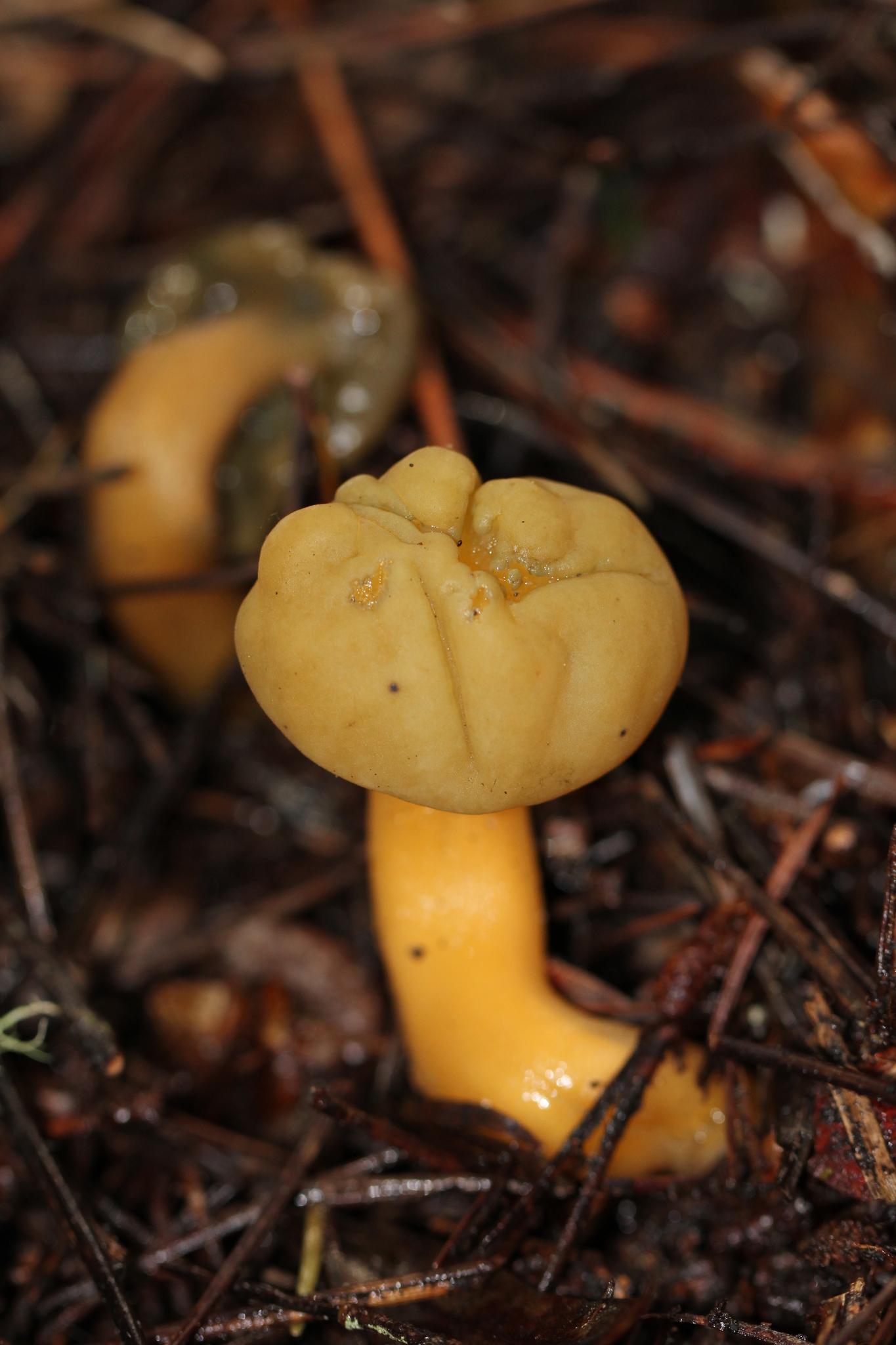 Leotia viscosa image