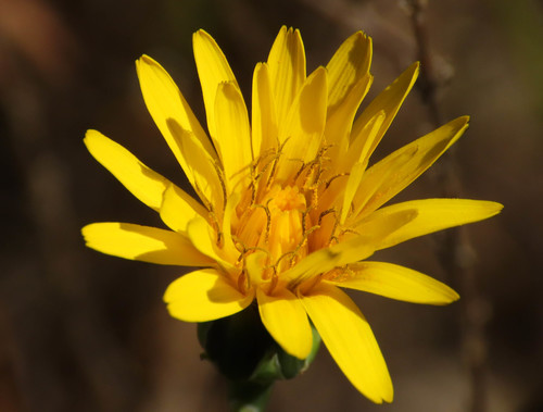 Reichardia picroides