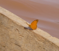 Phalanta madagascariensis