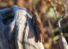 Omocestus haemorrhoidalis