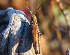 Omocestus haemorrhoidalis