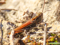 Omocestus haemorrhoidalis
