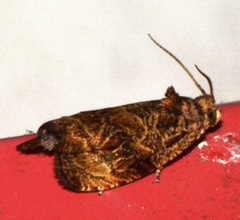 Olethreutes furfuranum