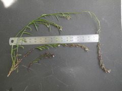 Lobelia jasionoides