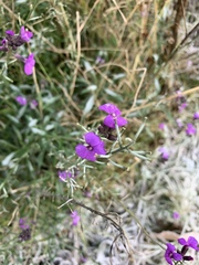 Erysimum linifolium