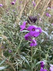 Erysimum linifolium