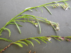 Lobelia jasionoides