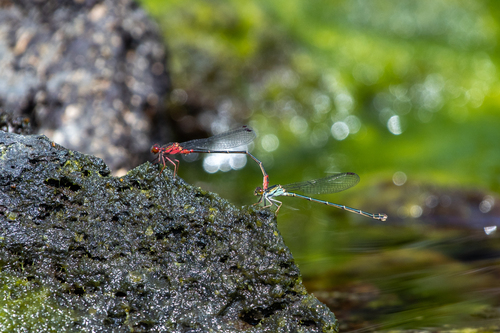 Megalagrion xanthomelas observed 2020-07-21