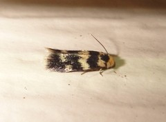 Etainia sericopeza