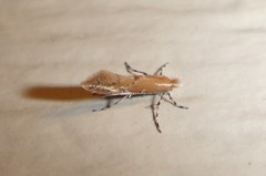 Cremastobombycia solidaginis