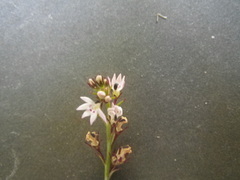 Lobelia jasionoides