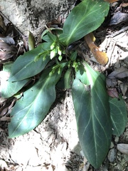 Swertia shintenensis