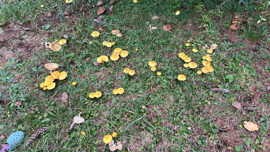 Chicken Fat Mushroom