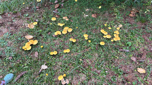 Chicken Fat Mushroom