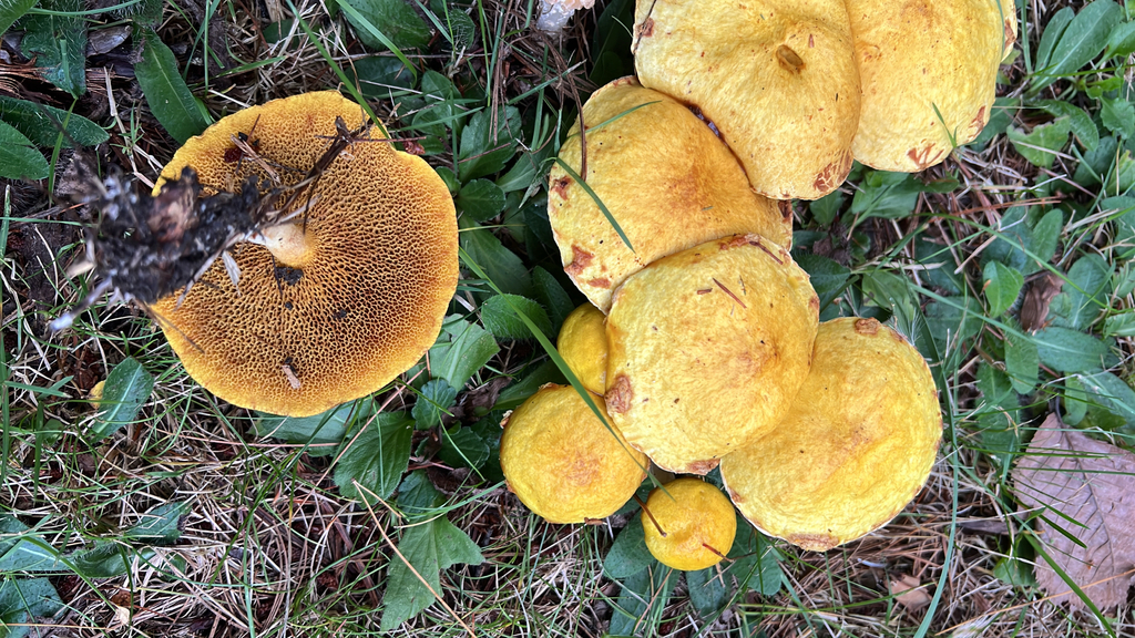 Chicken Fat Mushroom