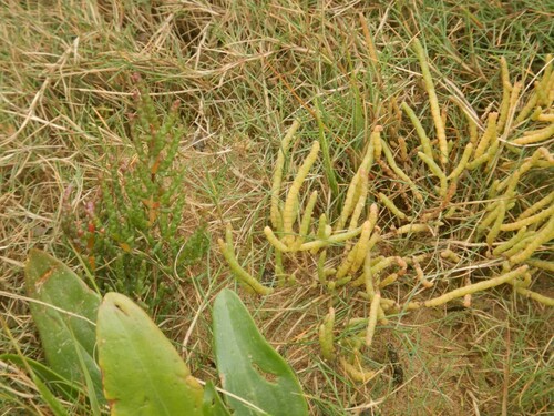 Fragile Glasswort (Salicornia procumbens)