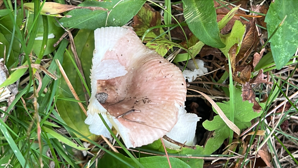 brittlegills