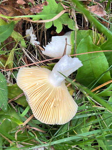 brittlegills