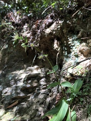 Swertia shintenensis