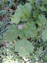 Fuertesimalva limensis