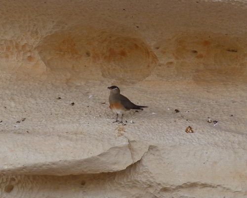 Madagascar Pratincole (Glareola ocularis), photo 7