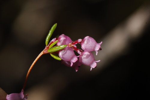 Wemmershoek Marsh Heath (Erica bakeri)