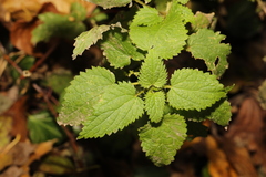 Urtica dioica