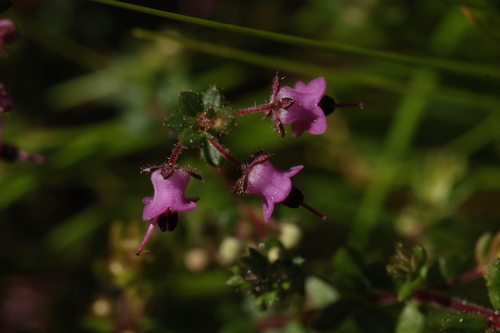 Carpet Heath (Erica thimifolia)
