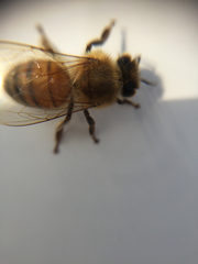 Apis mellifera
