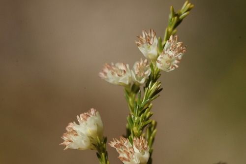 Milk Heath (Erica leucanthera)
