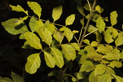 Fraxinus excelsior