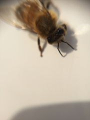 Apis mellifera