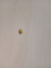 Psyllobora vigintiduopunctata