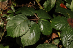 Rubus armeniacus