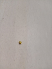 Psyllobora vigintiduopunctata