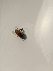 Apis mellifera
