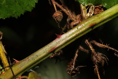 Rubus armeniacus